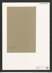Gompyloneis regalis (Greg.) Grun. (de-Toni-Nr.: Genus 39, Species 1796) Zeichnungen Sammlung Grunow (NHMW-BOT-W0371159)